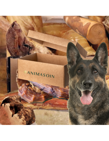 MastiBox Mastication Grand Chien le concept de la Pate a emporter 